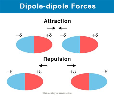 diplep|Diple Definition & Meaning .